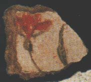תמונה ציור קיר יריחו ציפורנית אדומה מכמנים 14