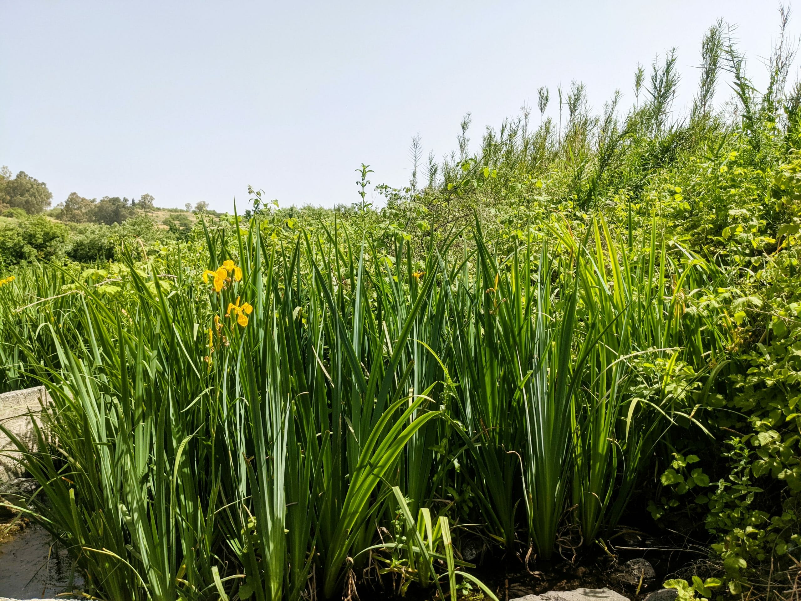 איריס ענף, צהוב וגבוה, פורח בחודש מאי בעין תינה, צמח נדיר ומוגן, צילום: ד"ר ענת אביטל