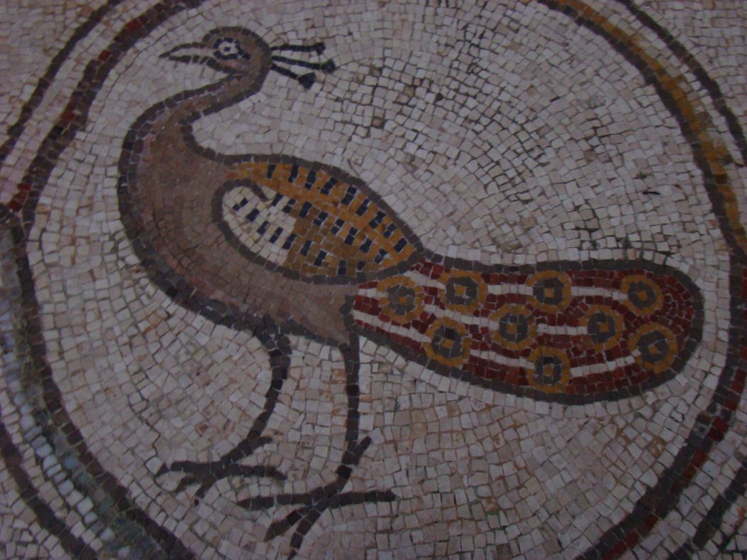 טווס זכר, טיול לפסיפס הציפורים בקיסריה
