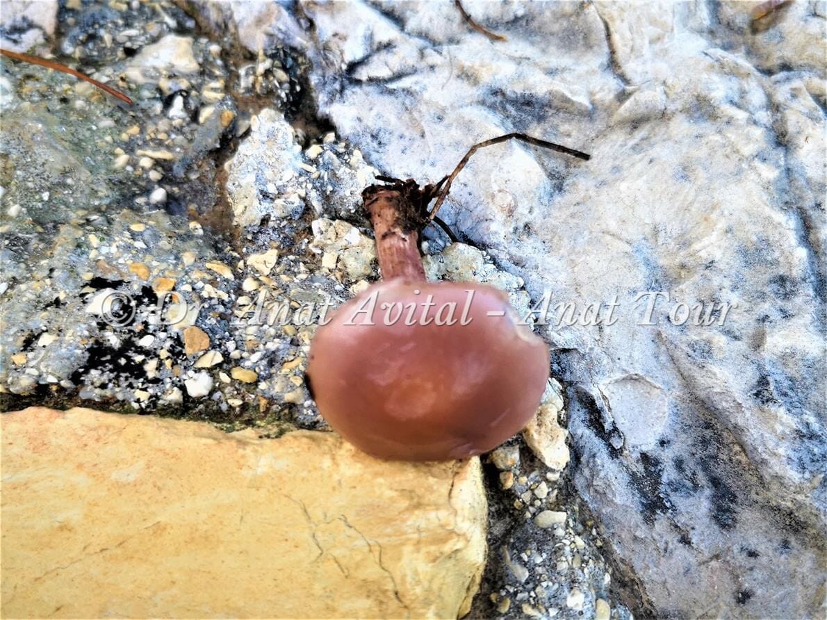 פטרייה אכילה - אחלמית ערומה /סגולה,Lepista nuda יערות אורנים בן שמן, צילום: ד"ר ענת אביטל