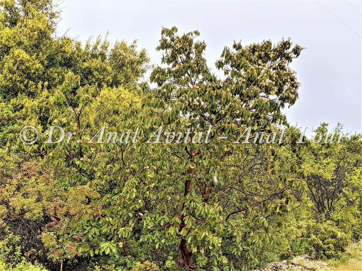 קטלב מצוי עץ בחורש הים-תיכוני עם פריחה לבנה באביב ופירות אדומים בקיץ, צילום: ד"ר ענת אביטל