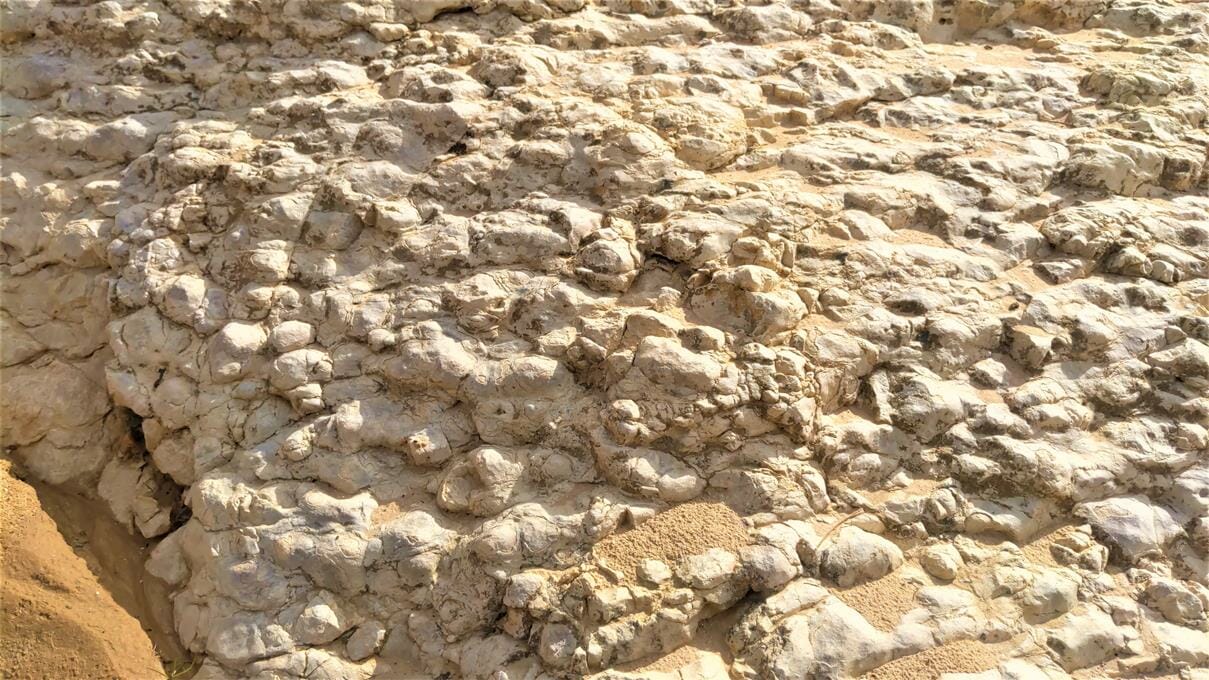מאובנים ימיים בסלעי נחל ממשית, צילום: ד"ר ענת אביטל