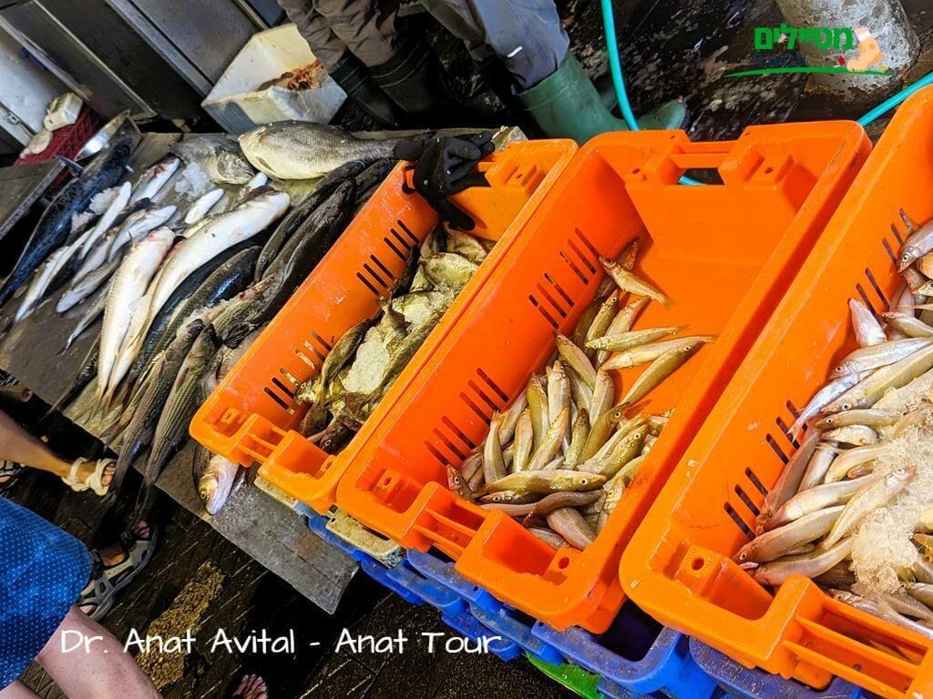 שוק הדגים בנמל יפו, צילום: ד"ר ענת אביטל