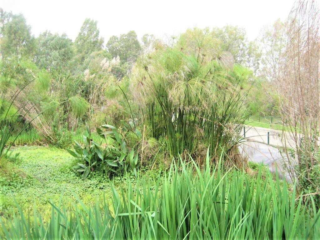 גן בוטני צמחיית מים מתוקים, גני יהושע נהר הירקון