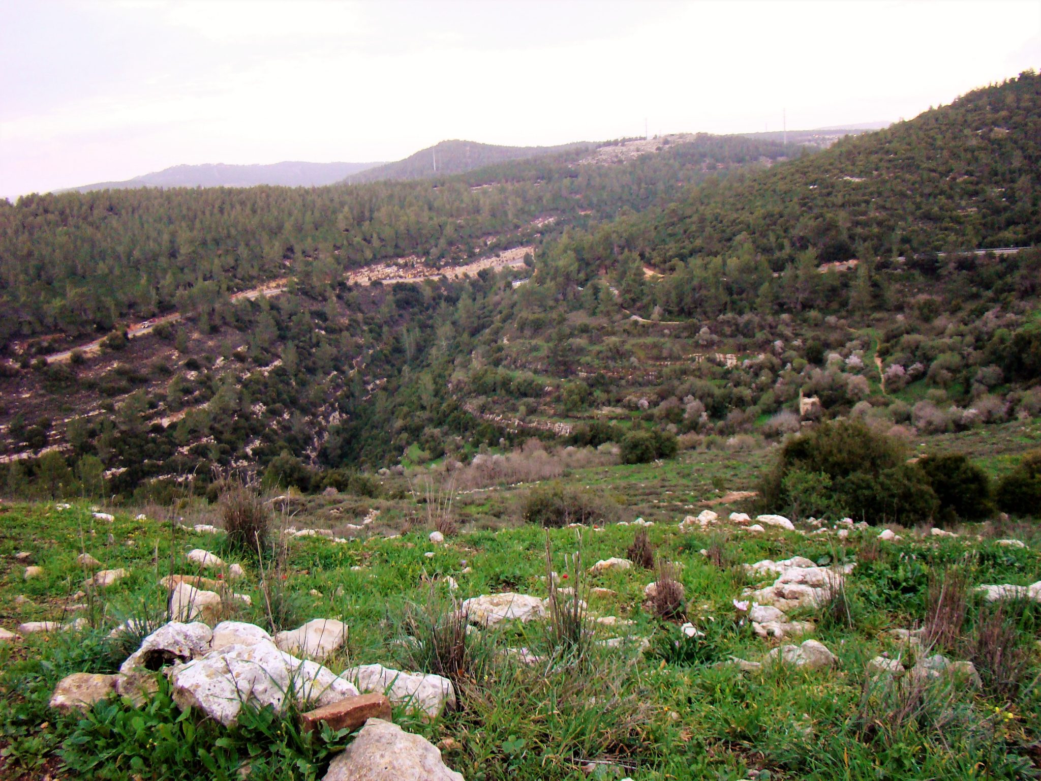 נחל קטלב מסלול קצר בהרי ירושלים (צילום: ד"ר ענת אביטל)