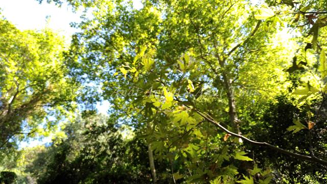 עצי דולב מזרחי, נחל כזיב, צילום: ד"ר ענת אביטל