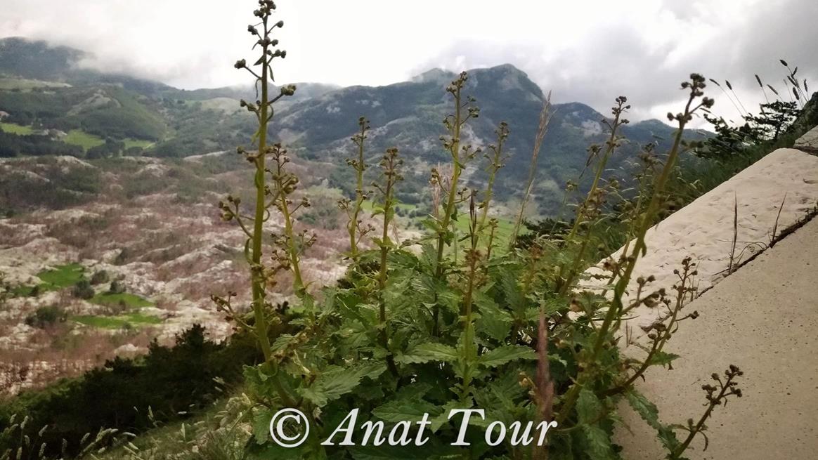 לוענית Scrophularia הצמח גדל בהרים גבוהים מעל 1,000 מטר. פרח ארגמני סגול, צילום במונטנגרו: ד"ר ענת אביטל