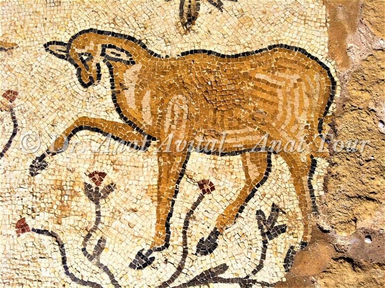 כבש, פסיפס היעלים קיסריה (ד"ר ענת אביטל)
