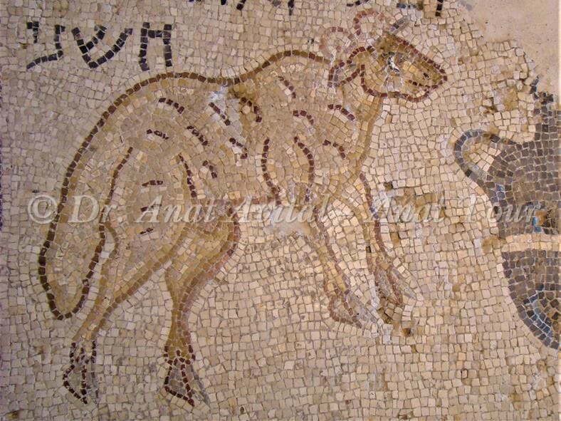 כבש עם זנב ארוך ועבה, פסיפס בית הכנסת העתיק של ציפורי, צילום: ד"ר ענת אביטל