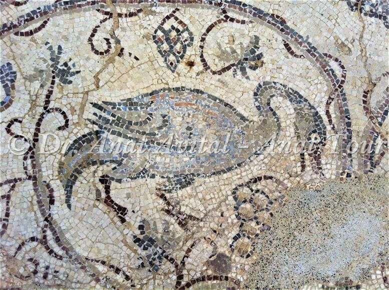 אווז אפור, פסיפס מקיסריה העתיקה מערבית לקמרונות הנמל, צילום: ד"ר ענת אביטל
