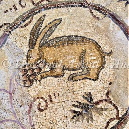 ארנבת אוכלת ענבים, פסיפס מקיסריה העתיקה מערבית לקמרונות הנמל, צילום: ד"ר ענת אביטל