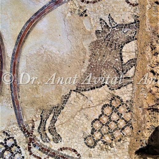 חזיר בר זכר, פסיפס מקיסריה העתיקה מערבית לקמרונות הנמל, צילום: ד"ר ענת אביטל
