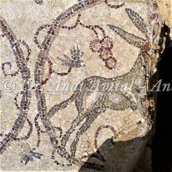 חמור זכר, פסיפס מקיסריה העתיקה מערבית לקמרונות הנמל, צילום: ד"ר ענת אביטל