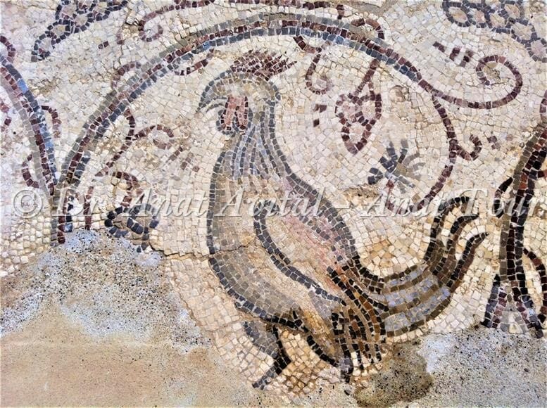 תרנגול, פסיפס מקיסריה העתיקה מערבית לקמרונות הנמל, צילום: ד"ר ענת אביטל