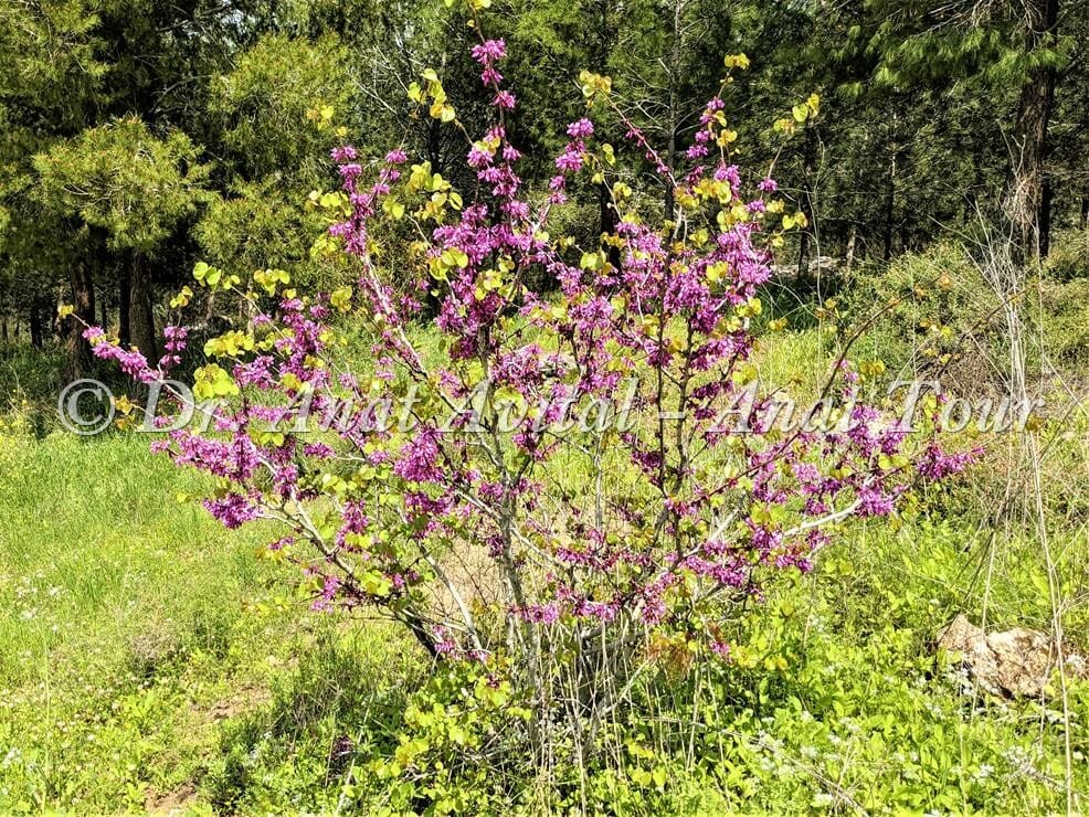 כליל החורש בפריחת אביב סגולה-ורודה, צילום: ד"ר ענת אביטל