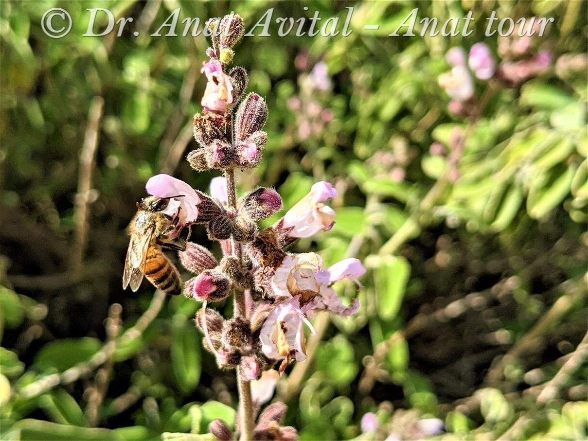 מרווה משולשת ודבורה עמלנית באביב, צילום: ד"ר ענת אביטל