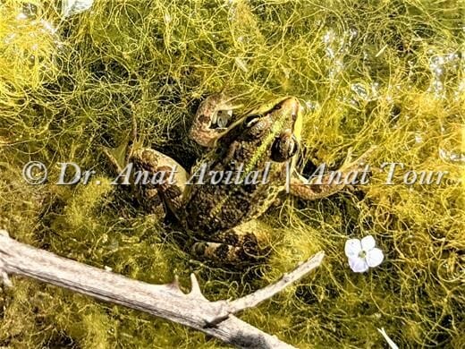 צפרדע נחלים, צילום: ד"ר ענת אביטל