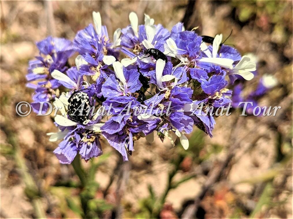 עדעד כחול וחיפושיות פרחית נעמי, בחולות החוף, צילום: ד"ר ענת אביטל