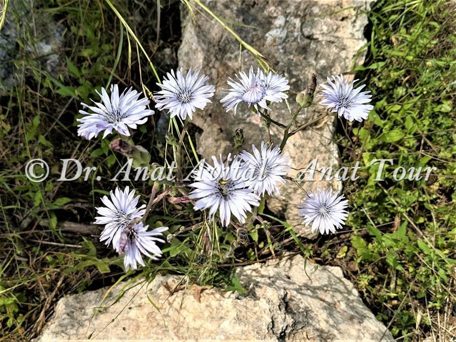 חסה כחולת פרחים, צילום: ד"ר ענת אביטל