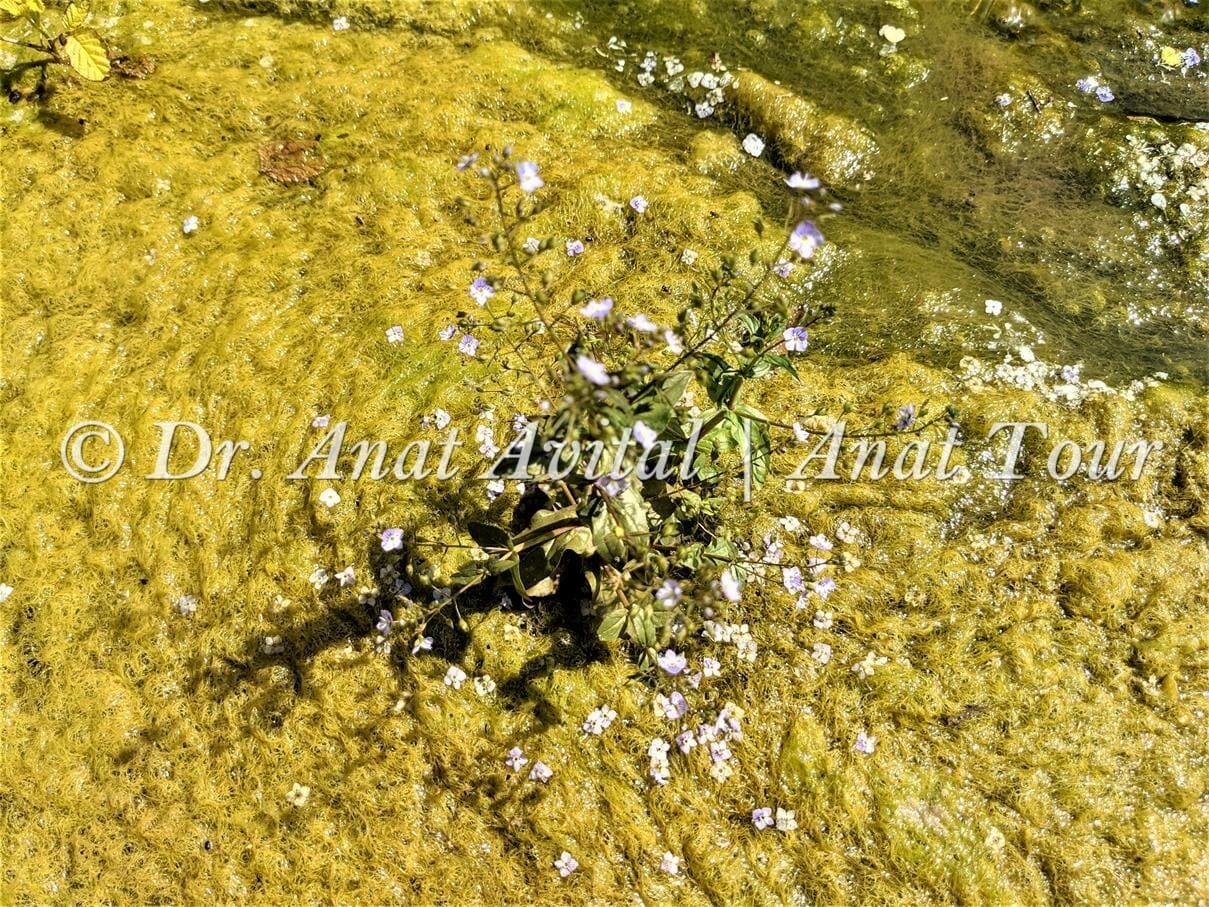 ורוניקת המים ואצה ספירוגירה - צמחיית נחלים ומים מתוקים, צילום: ד"ר ענת אביטל