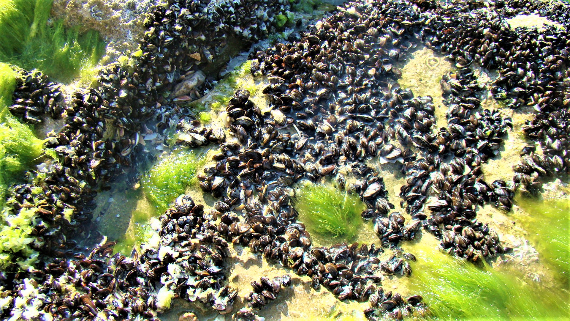 צדפה בוצית קטנה ואצה ירוקייה - פרשדונית, חוף תל-ברוך אזור הכרית, צילום: ד"ר ענת אביטל