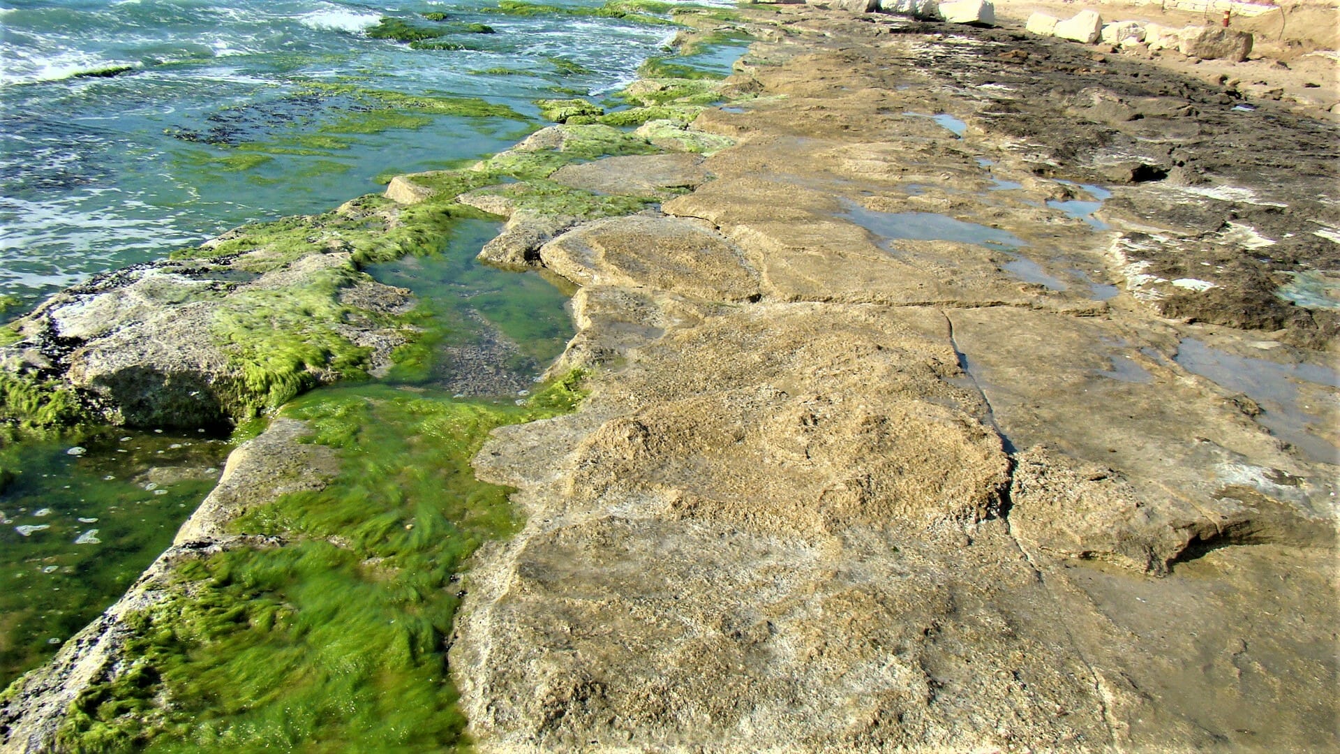 אצה ירוקייה - פרשדונית, חוף תל-ברוך, לוחות גידוד באזור הכרית, צילום: ד"ר ענת אביטל