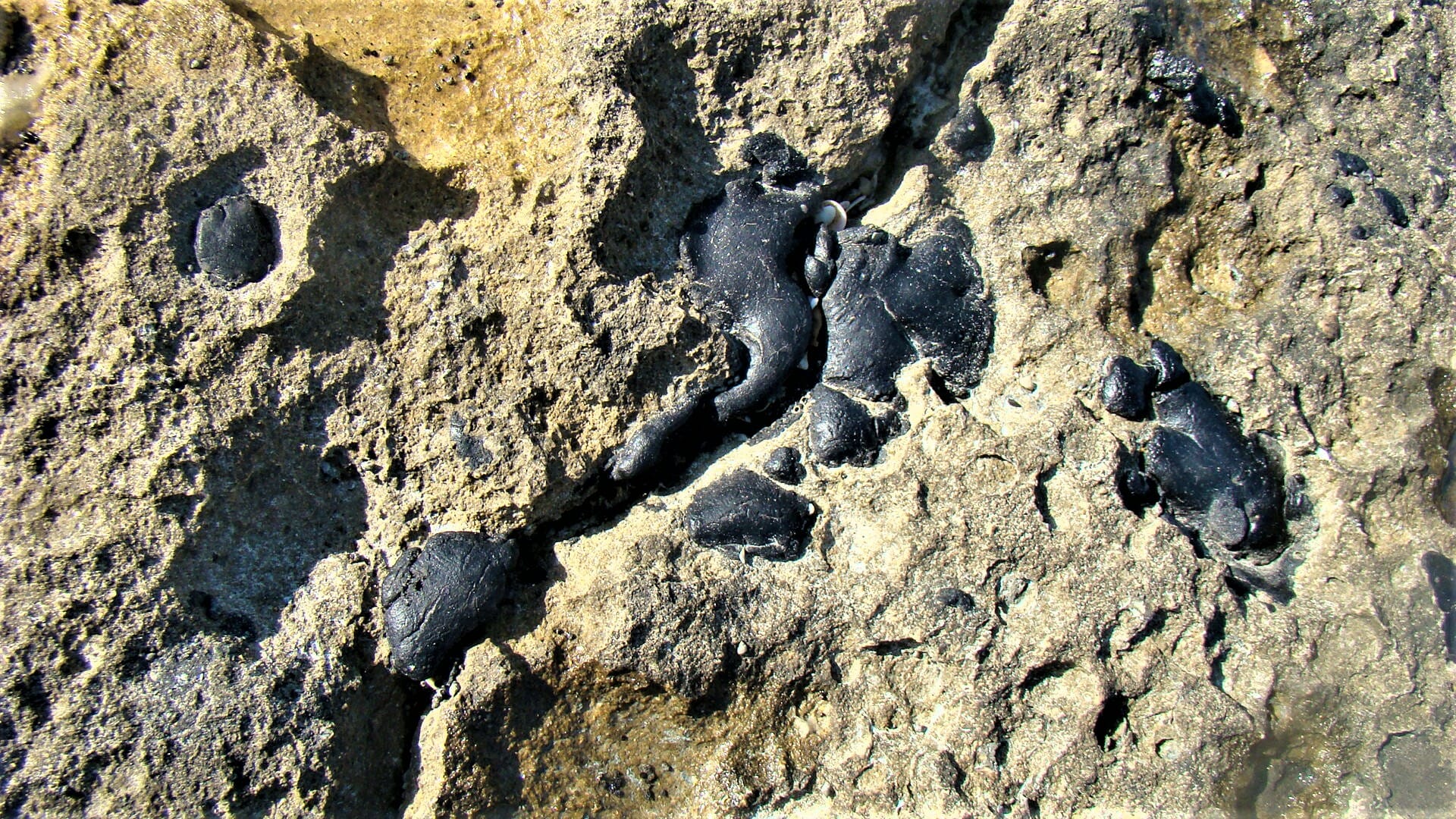 זפת שקועה באבני החוף באזור הכרית בחוף תל-ברוך, צילום: ד"ר ענת אביטל