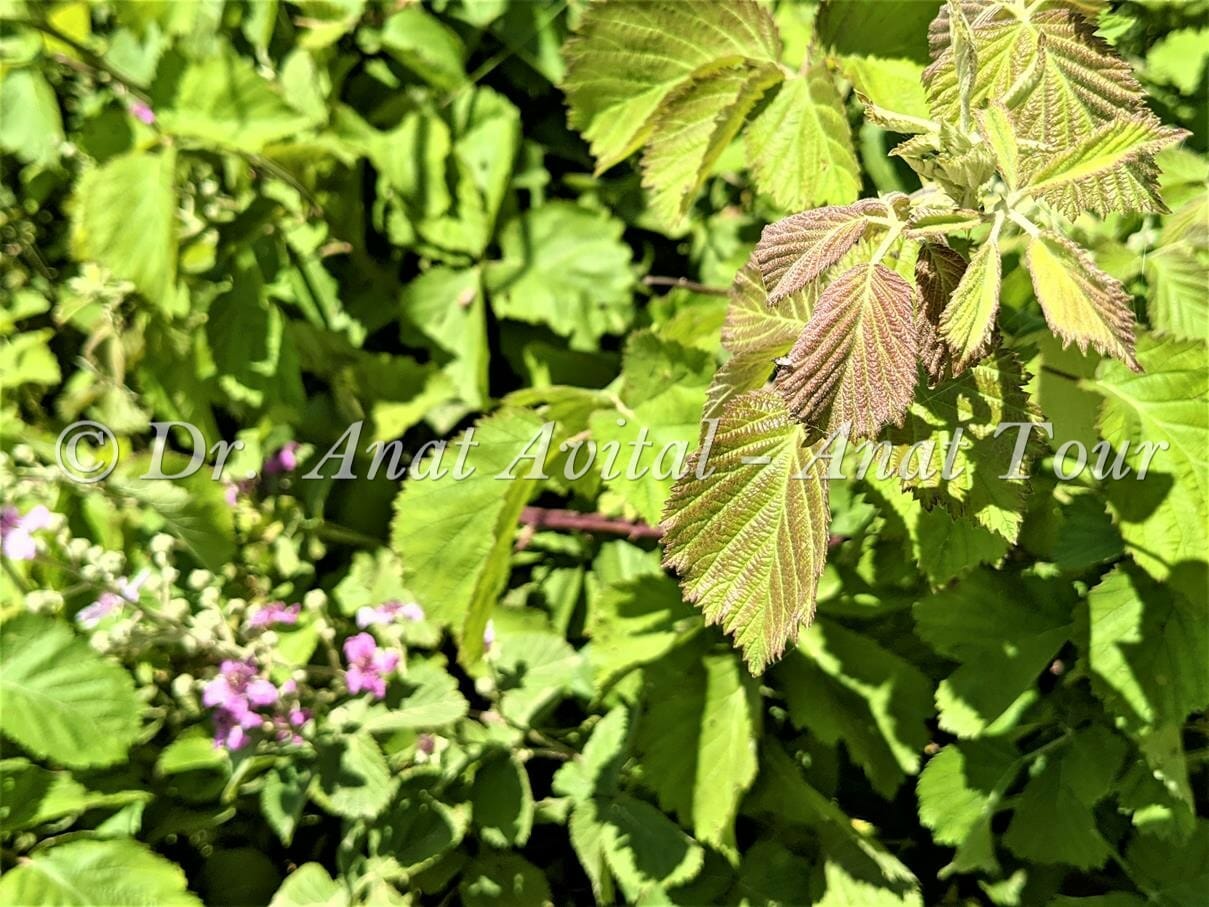 פטל קדוש, פרח ורוד, צמחיית גדות נחלים ומים מתוקים, צילום: ד"ר ענת אביטל