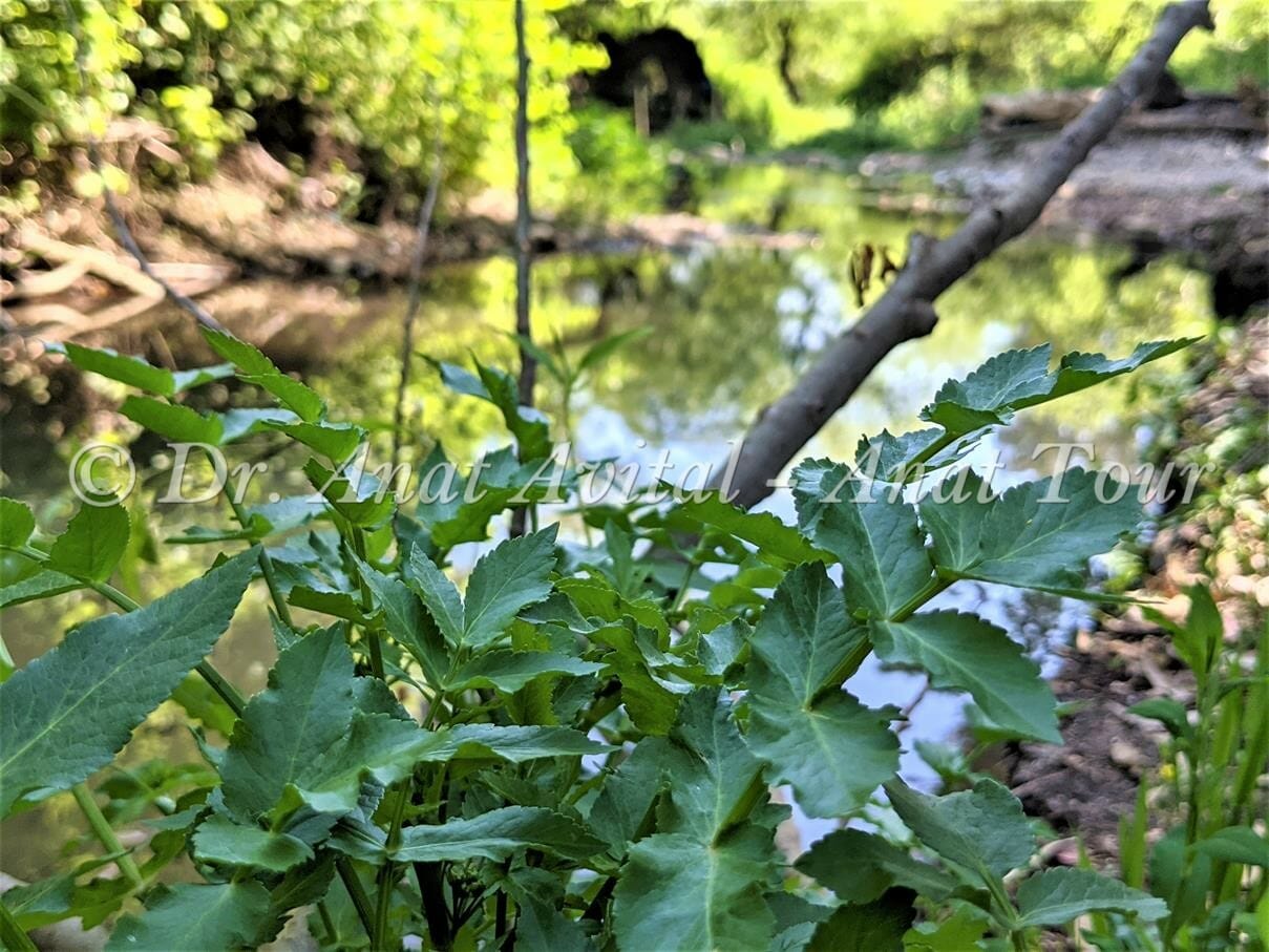 כרפס הביצות, צמחיית נחלים ומים מתוקים זורמים, צילום: ד"ר ענת אביטל
