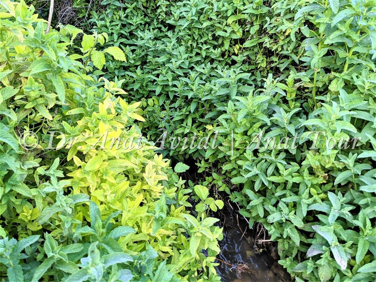נענע משובלת, צמחיית נחלים ומים זורמים בנחל שלף, רמות מנשה, צילום: ד"ר ענת אביטל