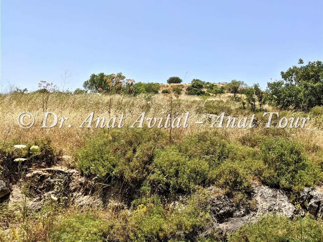 תל כיסלון-כסלא, נחל כיסלון יער קדושים, הרי ירושלים, צילום: ד"ר ענת אביטל