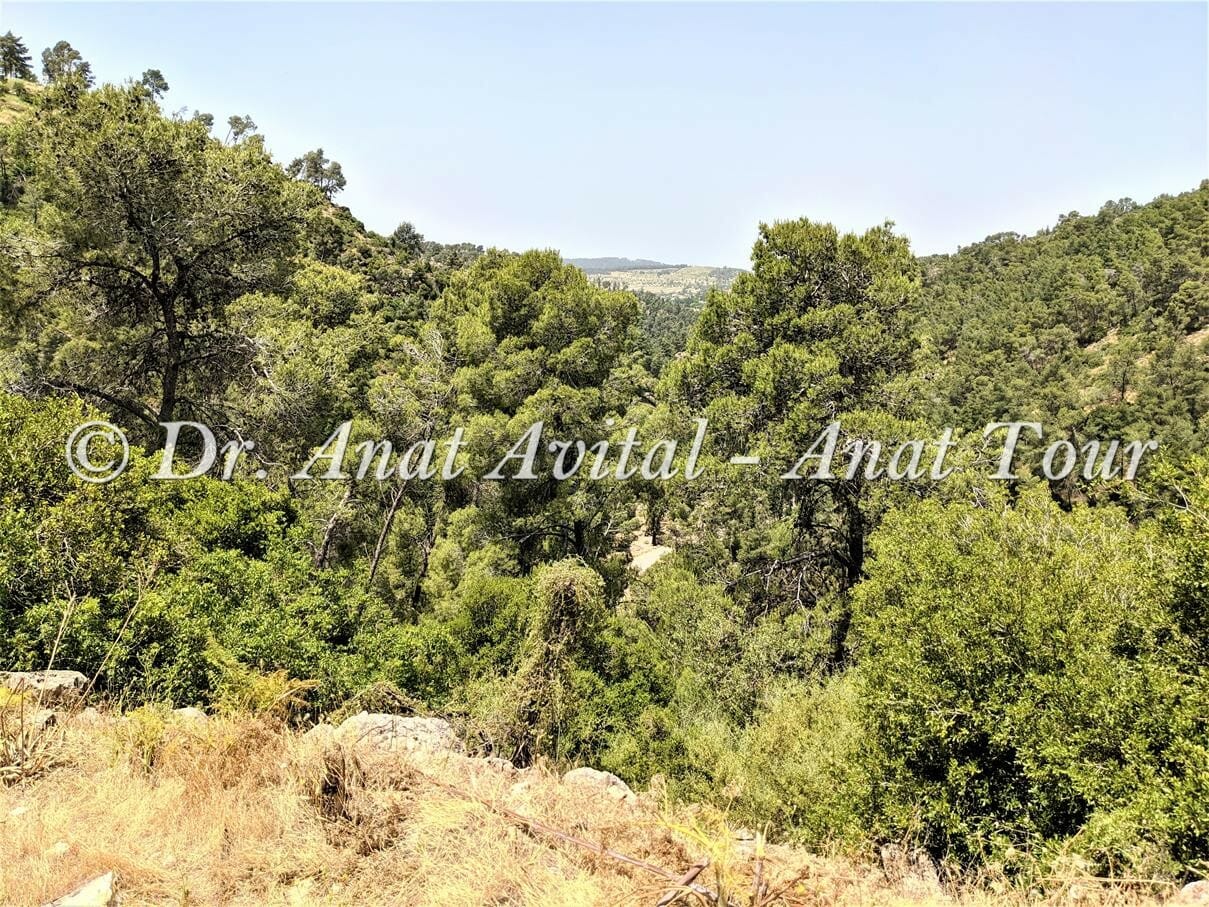 נחל כיסלון יער קדושים, הרי ירושלים, צילום: ד"ר ענת אביטל
