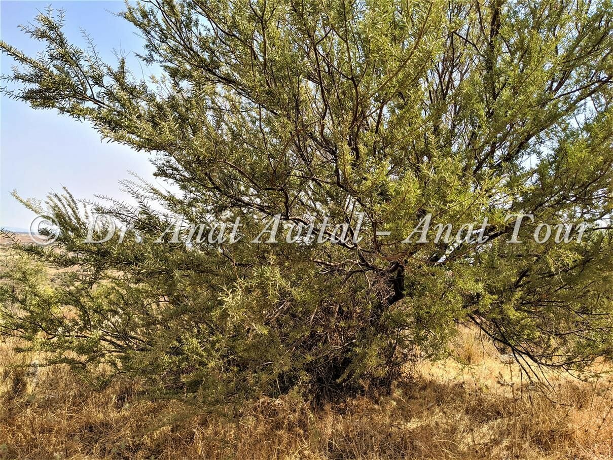 שיטת ויקטוריה Acacia victoriae, צמח פולש מזיק, צילום: ד"ר ענת אביטל