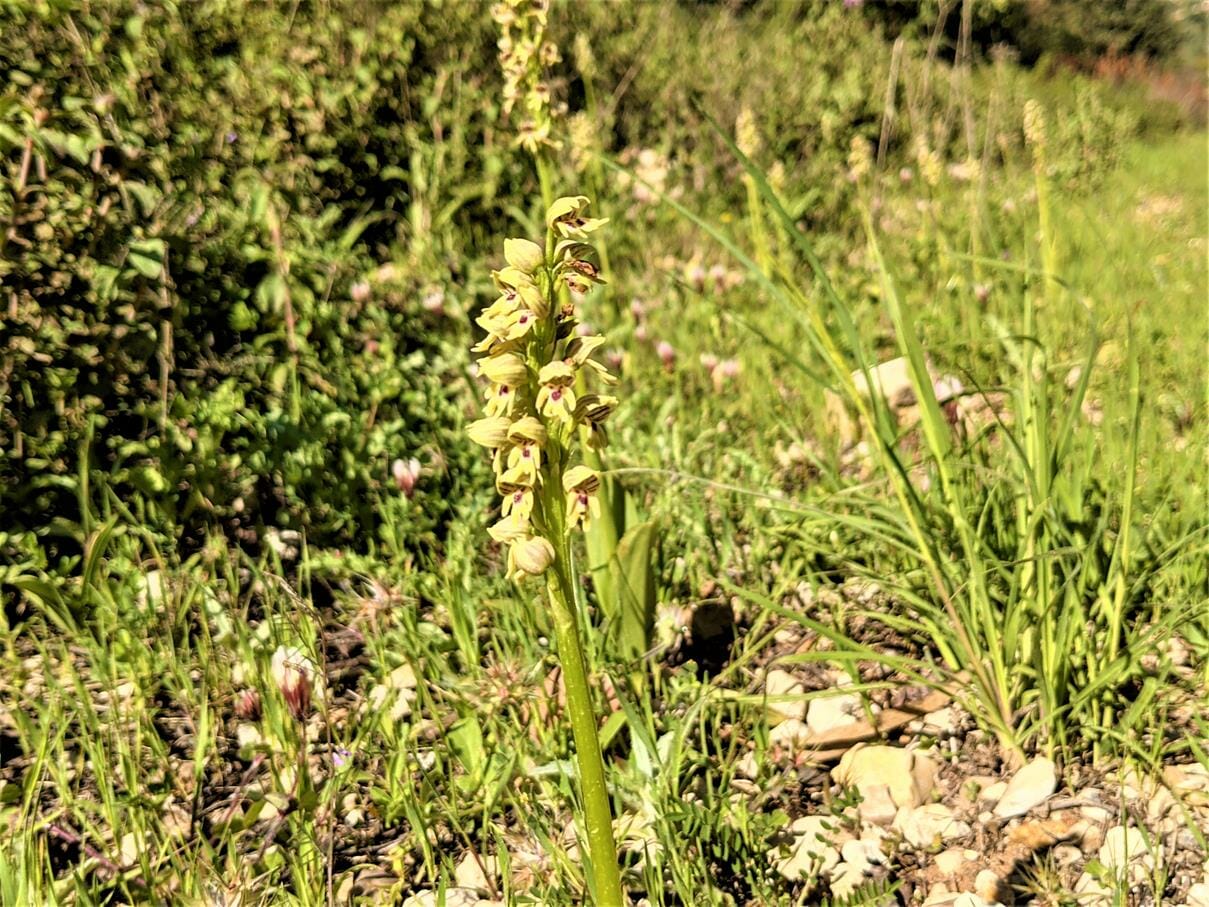סחלב הגליל Orchis galilaea, פריחת אביב צהבהבה, צילום: ד"ר ענת אביטל