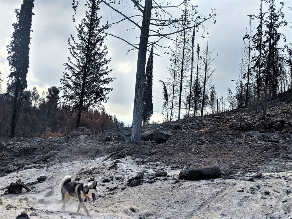 שריפת יער אורנים בנחל כסלון, אוגוסט 2021, צילום: ד"ר ענת אביטל