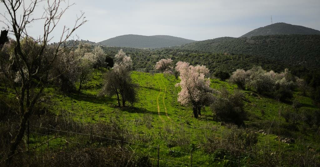 שקדיות פורחות, שביל ישראל בצפון בהר מירון, צילום: יוסי אביטל