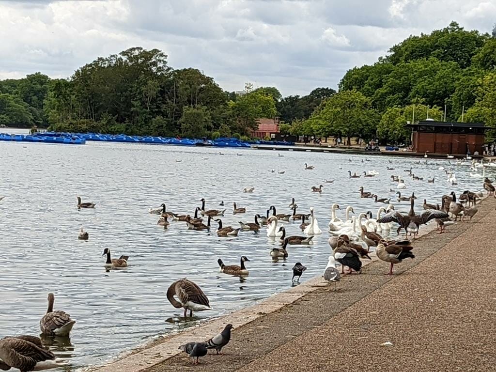 ברובורים וברווזים באגם הייד פארק Hyde Park לונדון, צילום: ד"ר ענת אביטל