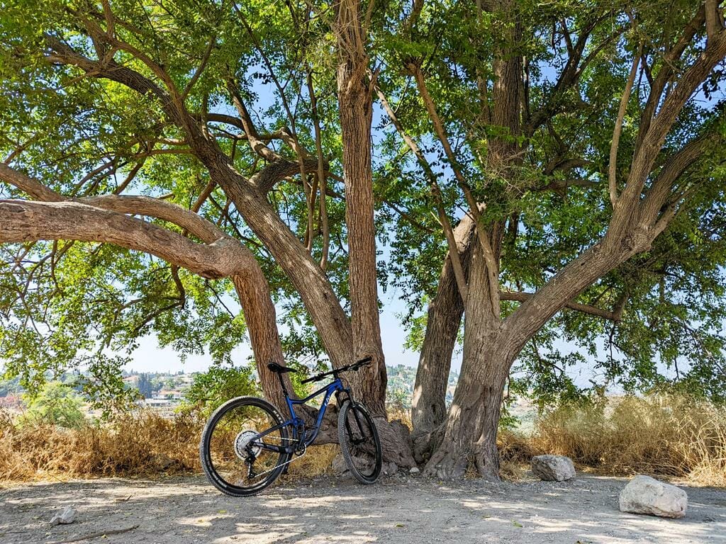 עץ השיזף הגדול בתל גזר בטיול אופניים, צילום: ד"ר ענת אביטל