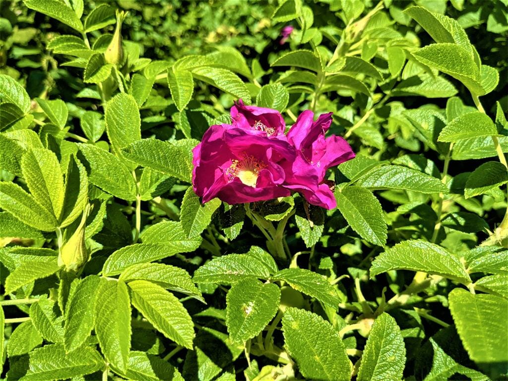 ורד הרים ורוד אלפיני ריחני Rosa pendulina, גדל על גדות נחלים ואגמים, באלפים, בטירול ובקרפטים, צילום: ד"ר ענת אביטל