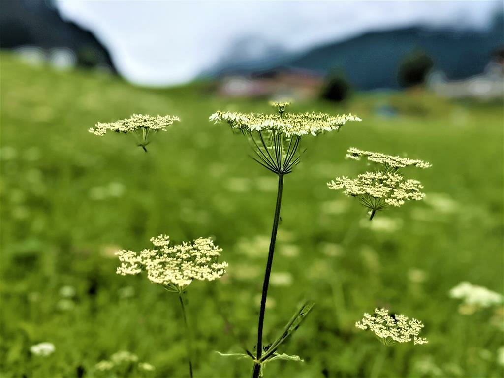 פריחת קיץ באזור לנגנפלד Längenfeld, עמק אוץ Ötztal , חבל הטירול האלפים האוטריים, צילום: ד"ר ענת אביטל