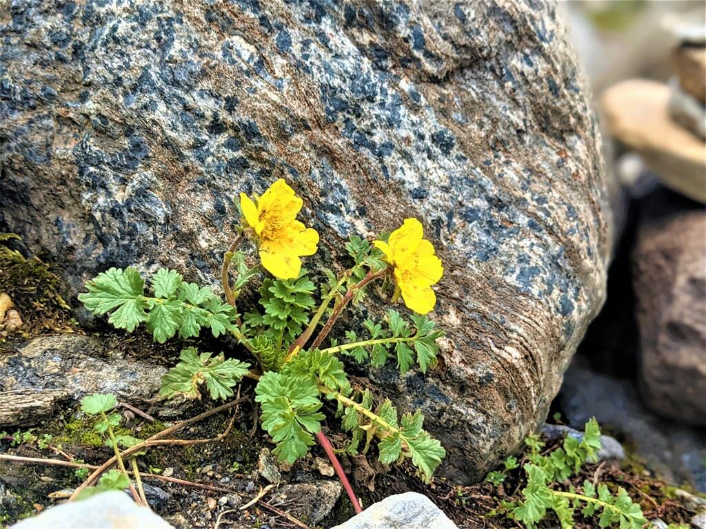 ציפור אלפינית- פרח צהוב קטן ממשפחת הוורדיים - Alpine avens Geum montanum, צולם בחבל הטירול אוסטרייה מעל 2,000 מטר: ד"ר ענת אביטל