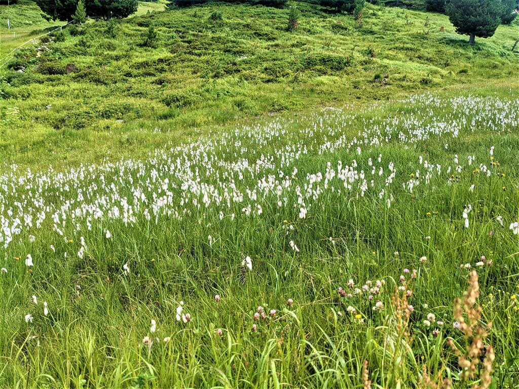 עשב כותנה אלפיני Wild flowers cotton grass (Eriophorum angustifolium)) גדל באחו ביצות אלפיני, באלפים, פירינאים והקרפטים, צילום בטירול: ד"ר ענת אביטל