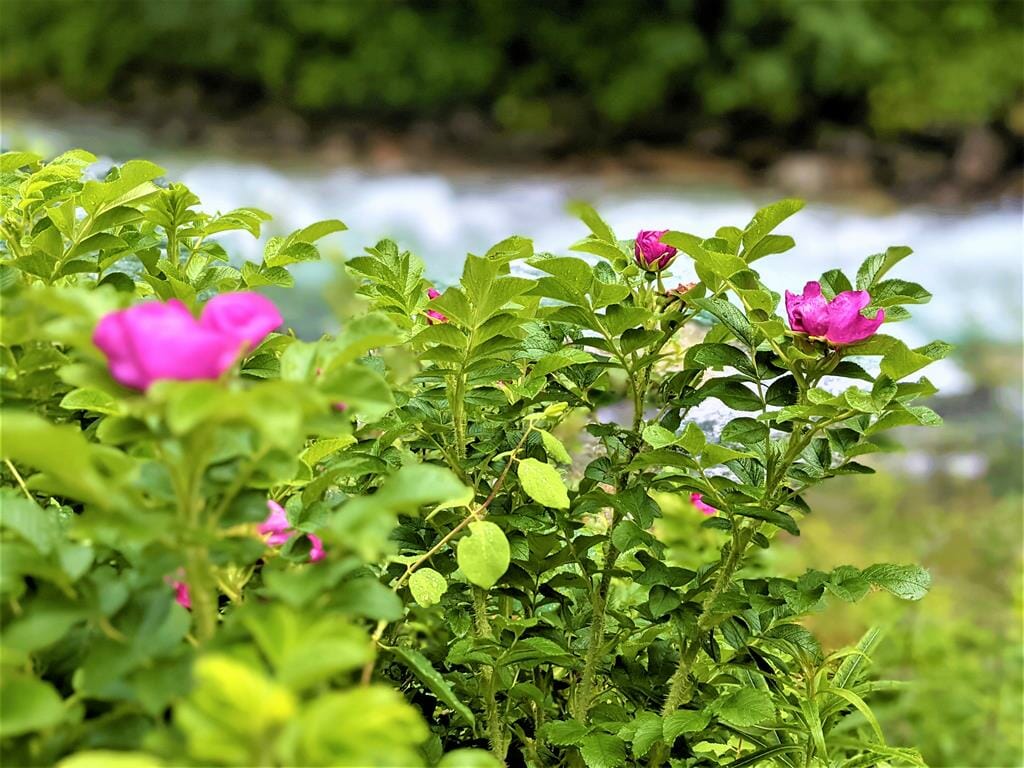 ורד הרים ורוד אלפיני ריחני Rosa pendulina, גדל על גדות נחלים ואגמים, באלפים, בטירול ובקרפטים, צילום: ד"ר ענת אביטל