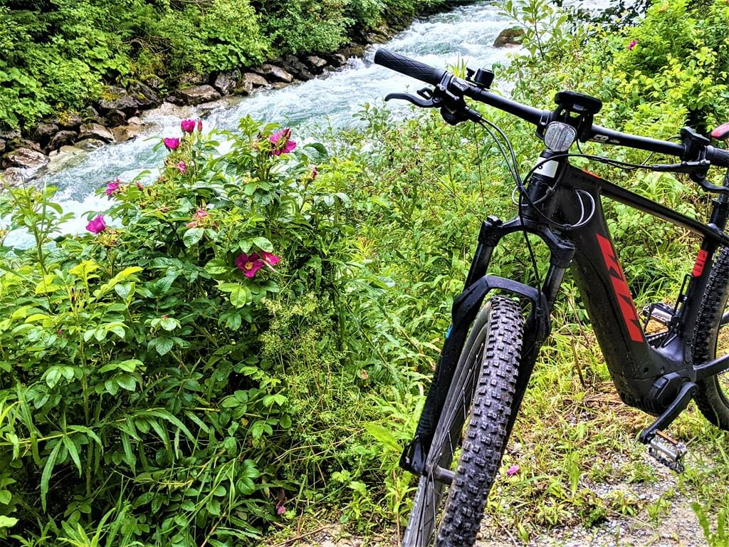 טיול אופניים לצד נהר וורד הרים ורוד אלפיני ריחני Rosa pendulina, על גדות נחלים ואגמים בטירול האלפים האוסטריים,  צילום: ד"ר ענת אביטל