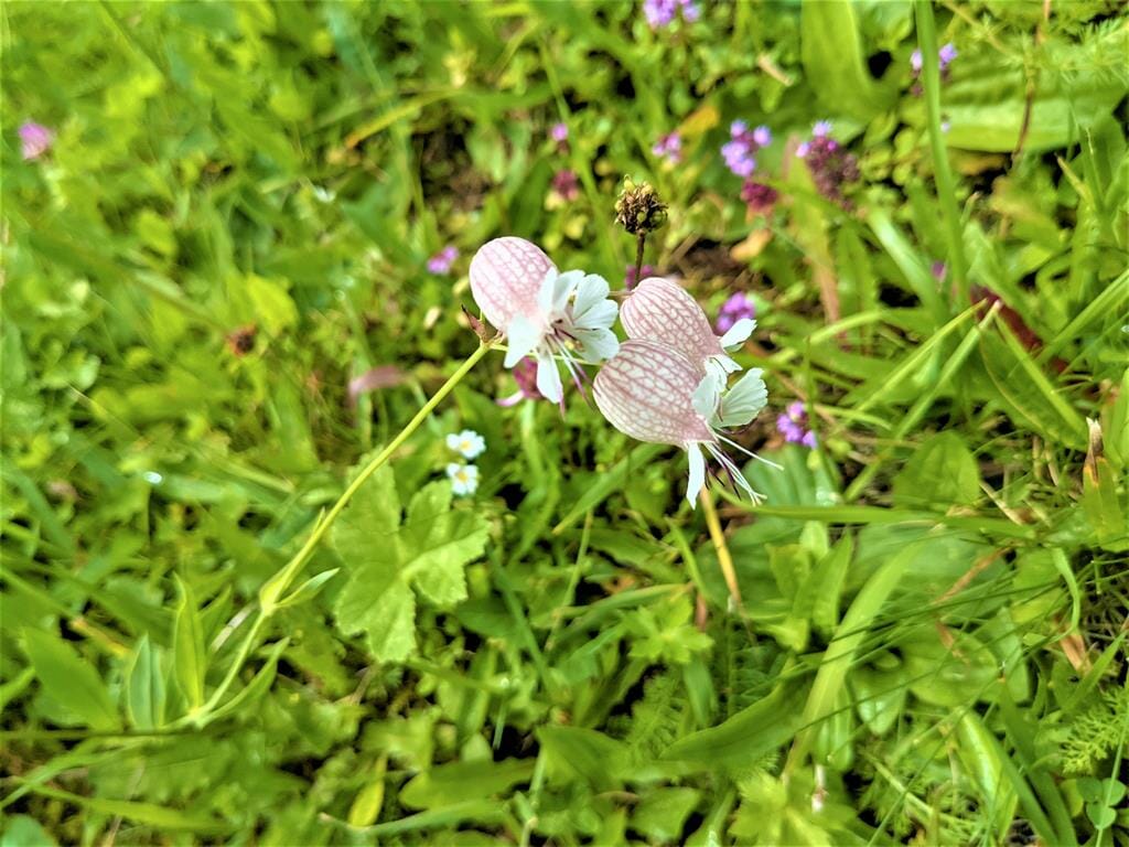 ציפורנית נפוחה פרח לבן ( Silene vulgaris) גדלה באלפים צולם בחבל הטירול אוסטריה: ד"ר ענת אביטל