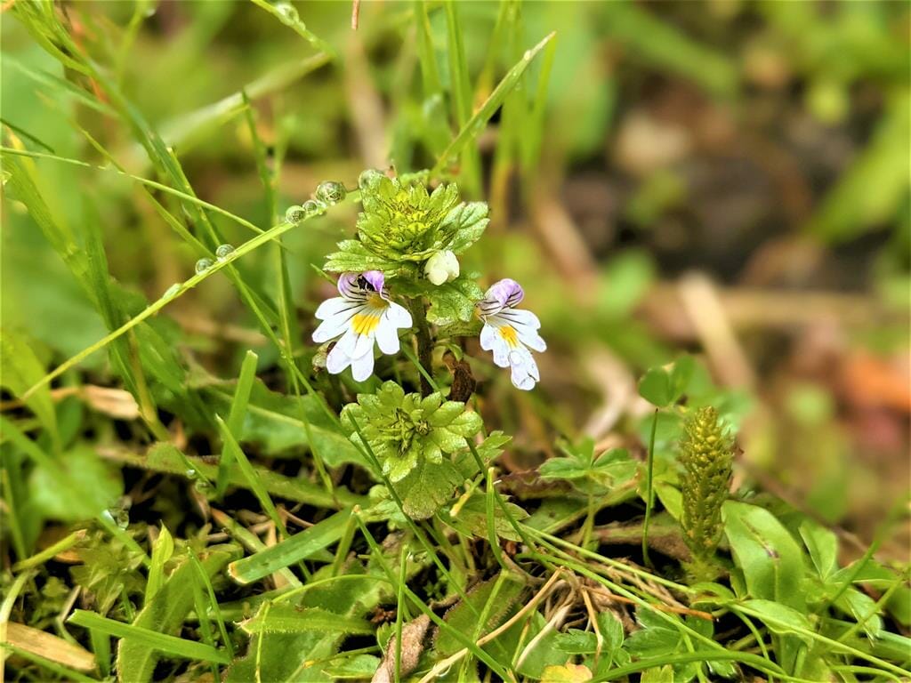 יופרזיה - פרח לבן קטן ממשפחת העלקתיים Eyebright באלפים האוסטריים, חבל הטירול, צילום: ד"ר ענת אביטל