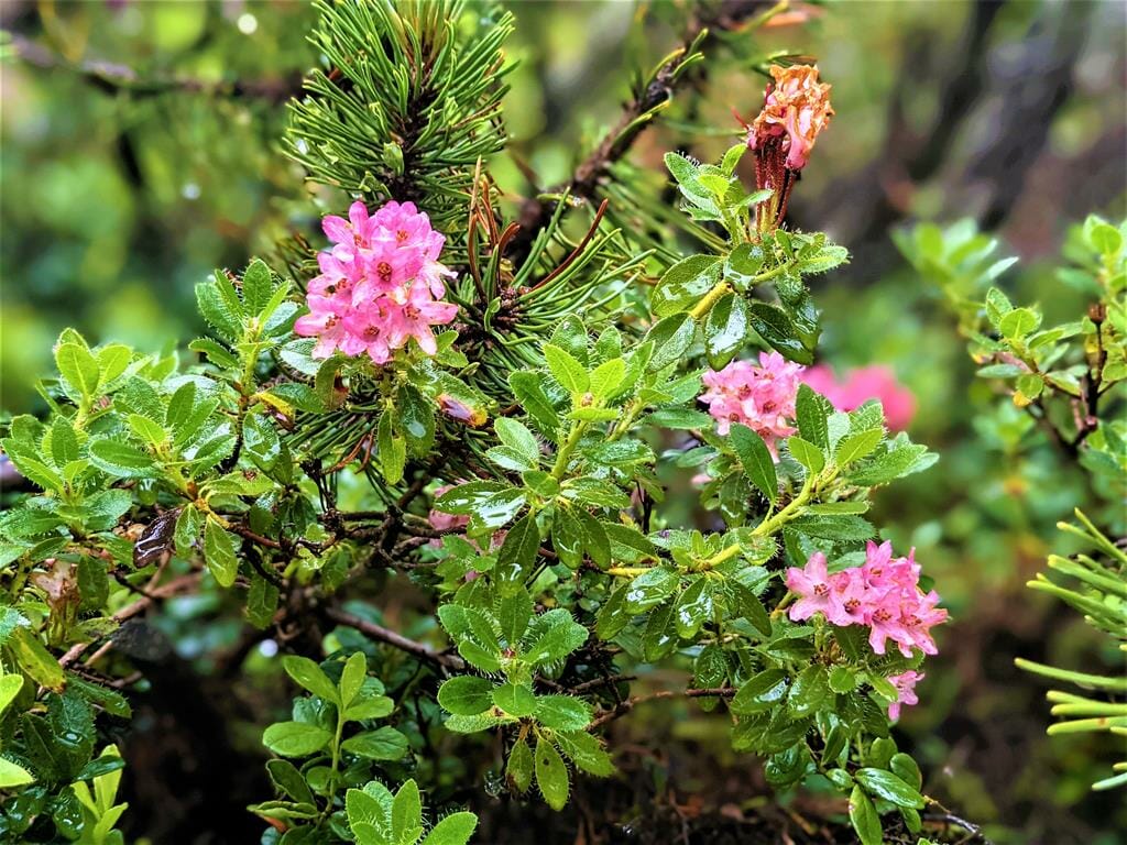 רודודנדרון - ורד אלפיני שעיר ורוד Rhododendron hirsutum, גדל באלפים ובטירול מעל 2,000 מטר, צילום: ד"ר ענת אביטל