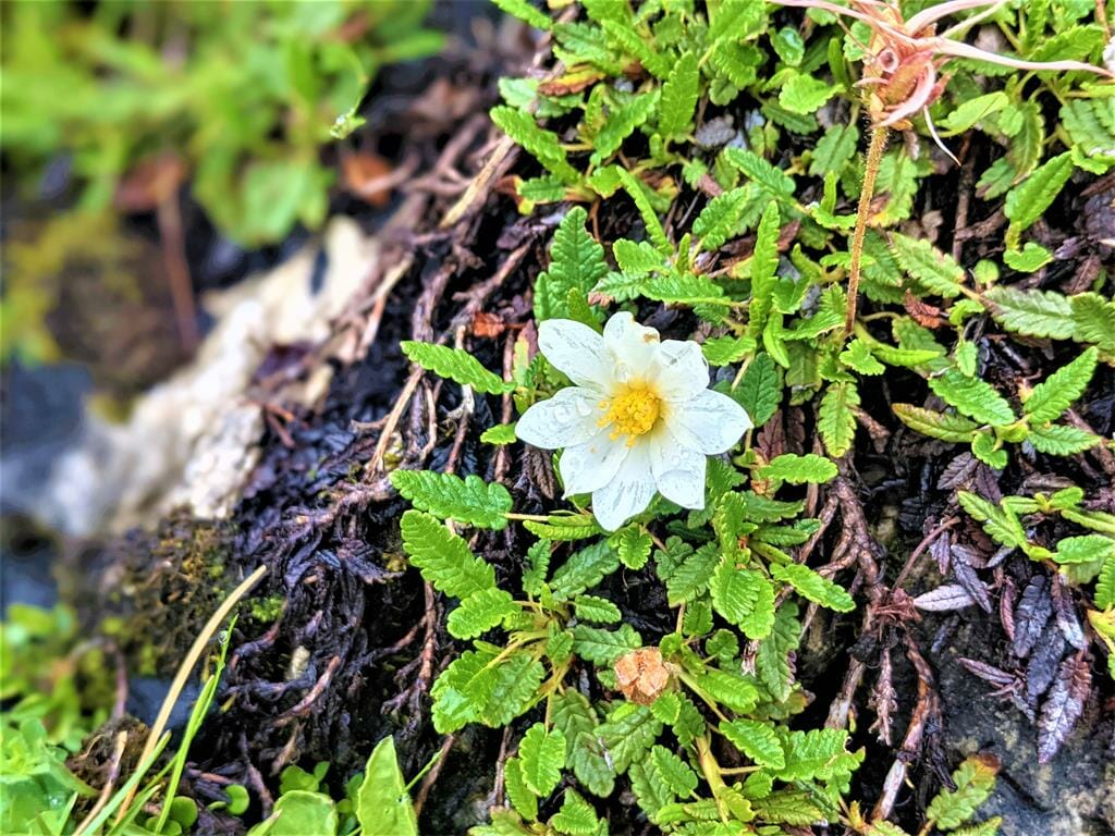 דריאס מתומן - פרח אלפיני לבן קטן, פורח בקיץ במרומי הטירול Dryas octopetala, צילום: ד"ר ענת אביטל