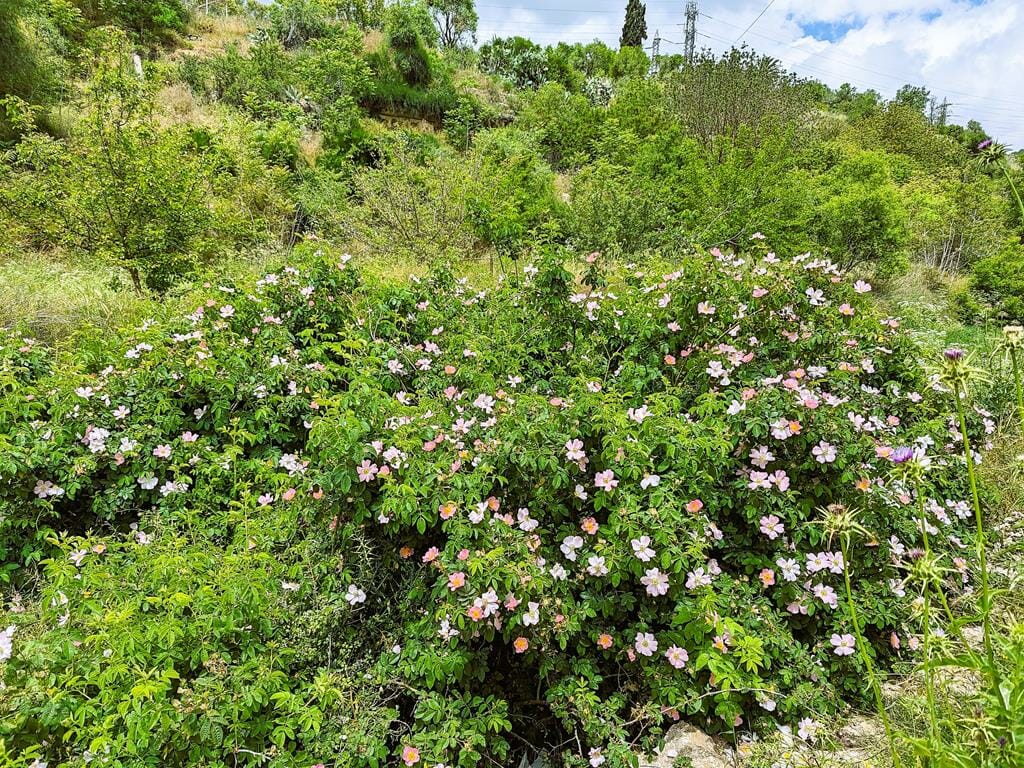 ורד הבר פריחת אביב בנחל חלילים, צילום: ד"ר ענת אביטל