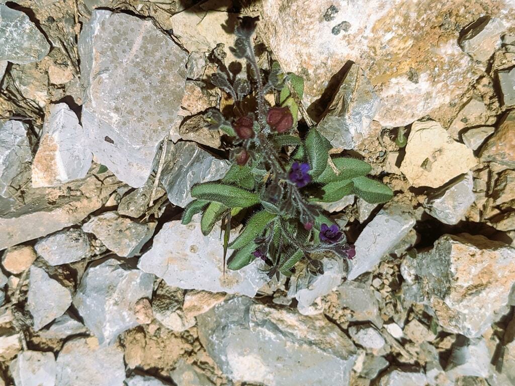 הילל חרמוני Paracaryum lithospermifolium, פרח כחול זיפני, פריחת קיץ במרומי החרמון, צילום: ד"ר ענת אביטל